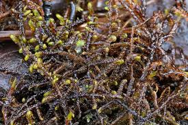 Attēlu rezultāti vaicājumam “Scorpidium revolvens”