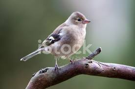 Attēlu rezultāti vaicājumam “Fringilla coelebs juvenile”