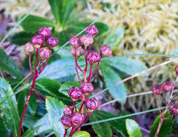 Attēlu rezultāti vaicājumam “Chimaphila umbellata flower”