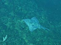 Image result for Amblyraja hyperborea