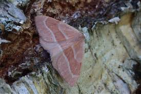 Attēlu rezultāti vaicājumam “Hylaea fasciaria”