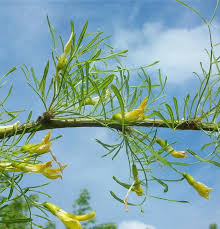 Attēlu rezultāti vaicājumam “Caragana arborescens flower”