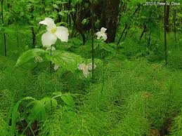 Attēlu rezultāti vaicājumam “Equisetum pratense”