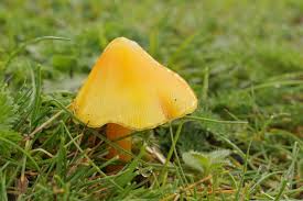 Attēlu rezultāti vaicājumam “Hygrocybe acutoconica”