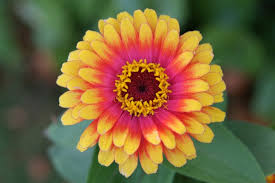 Image result for Zinnia elegans