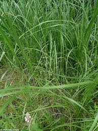 Attēlu rezultāti vaicājumam “Poa palustris leaf”