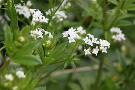 Attēlu rezultāti vaicājumam “Galium rivale flower”