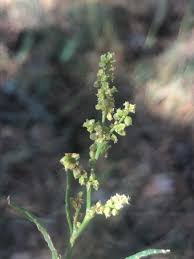 Attēlu rezultāti vaicājumam “Rumex thyrsiflorus”
