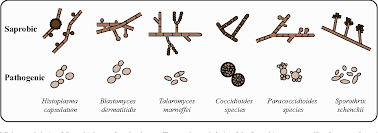 Attēlu rezultāti vaicājumam “Distichium capillaceum sporophyte”