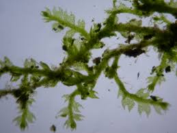 Attēlu rezultāti vaicājumam “Cephalozia connivens”