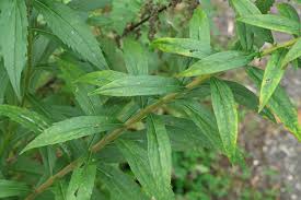 Attēlu rezultāti vaicājumam “Solidago canadensis leaf”