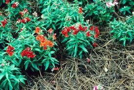Attēlu rezultāti vaicājumam “Antirrhinum majus leaf”
