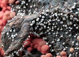 Attēlu rezultāti vaicājumam “Physarum album”