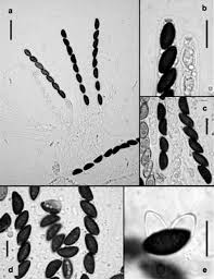 Attēlu rezultāti vaicājumam “Hypoxylon vogesiacum”