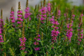 Image result for Lythrum salicaria