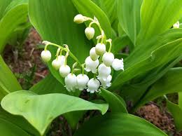 Attēlu rezultāti vaicājumam “Convallaria majalis fruit”