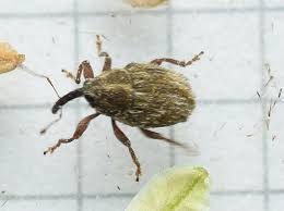 Attēlu rezultāti vaicājumam “Troglodytes troglodytes adult”