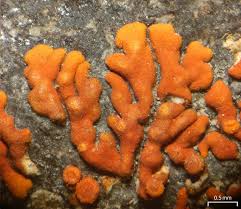 Attēlu rezultāti vaicājumam “Caloplaca saxicola”