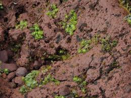 Attēlu rezultāti vaicājumam “Fossombronia wondraczekii”