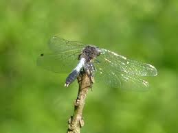 Attēlu rezultāti vaicājumam “Leucorrhinia caudalis”
