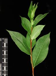 Attēlu rezultāti vaicājumam “Salix pentandra”