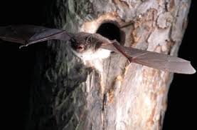 Attēlu rezultāti vaicājumam “Myotis daubentonii”