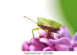 Attēlu rezultāti vaicājumam “Elasmucha ferrugata”