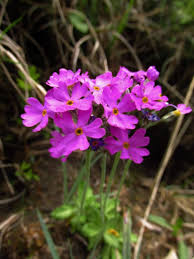 Attēlu rezultāti vaicājumam “Primula farinosa bud”
