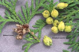 Attēlu rezultāti vaicājumam “Thuja occidentalis leaf”