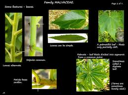 Attēlu rezultāti vaicājumam “Malvaceae”