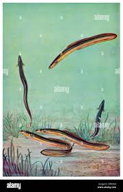 Image result for Anguilla rostrata