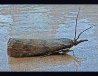 Attēlu rezultāti vaicājumam “Hypochalcia ahenella”