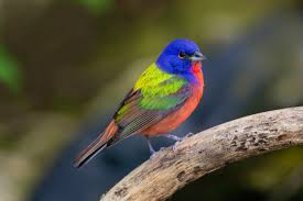 Image result for Bird