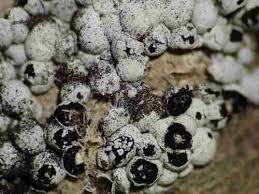 Attēlu rezultāti vaicājumam “Diderma subviridifuscum”