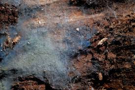 Attēlu rezultāti vaicājumam “Byssocorticium atrovirens”