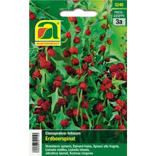 Attēlu rezultāti vaicājumam “Chenopodium foliosum fruit”