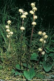 Attēlu rezultāti vaicājumam “Pyrola chlorantha”