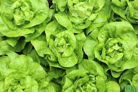 Image result for Kopfsalat