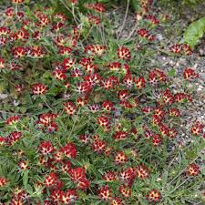 Image result for Anthyllis vulneraria rubra