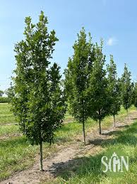 Attēlu rezultāti vaicājumam “Quercus robur”