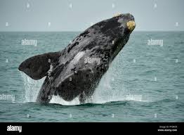 Image result for Eubalaena glacialis