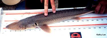 Image result for Scaphirhynchus platorynchus