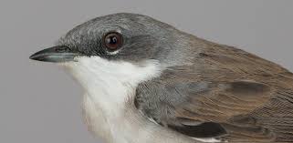 Attēlu rezultāti vaicājumam “Sylvia communis adult”