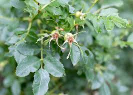 Attēlu rezultāti vaicājumam “Rosa subcanina fruit”