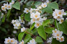 Attēlu rezultāti vaicājumam “Philadelphus coronarius flower”