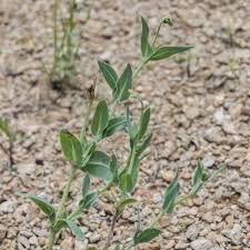 Image result for Silene vulgaris