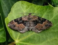 Attēlu rezultāti vaicājumam “Xanthorhoe ferrugata”