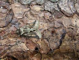 Attēlu rezultāti vaicājumam “Allophyes oxyacanthae”