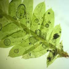 Attēlu rezultāti vaicājumam “Fissidens taxifolius”