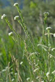 Attēlu rezultāti vaicājumam “Berteroa incana”